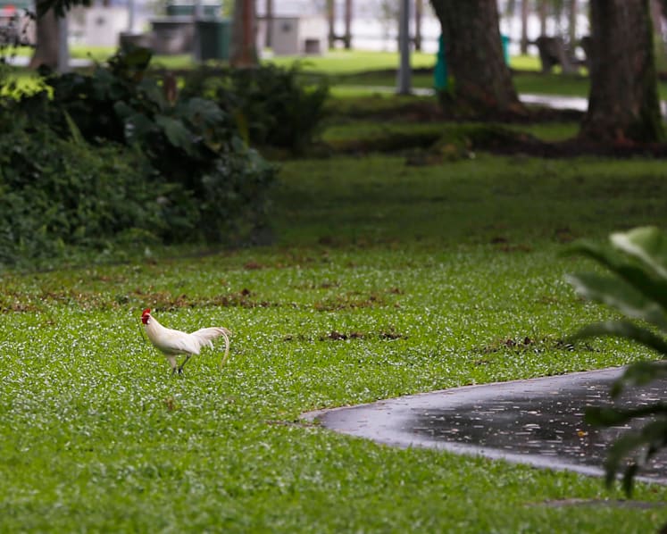 The Big Read: As animal encounters hit the headlines, a divide opens up