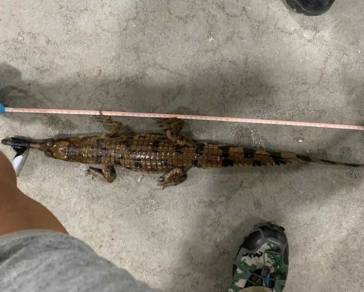 Man fined for trying to sell endangered crocodile, keeping hedgehogs as pets