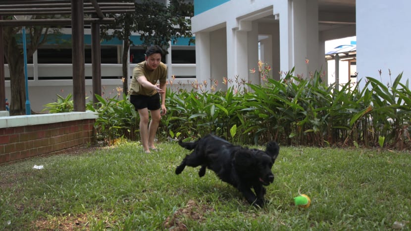 Pilot begins for retired sniffer dogs to get new homes in HDB flats