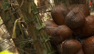CNA Correspondent - Snake Fruit, Sacred Roots