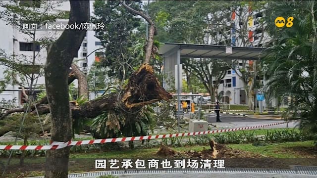 麦波申大树倒下阻碍车道 所幸无人受伤