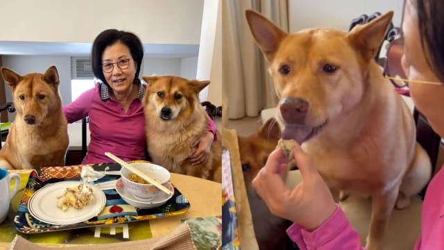 汪明荃喂爱犬吃巧克力蛋糕　网民狠批：狗狗不能吃！