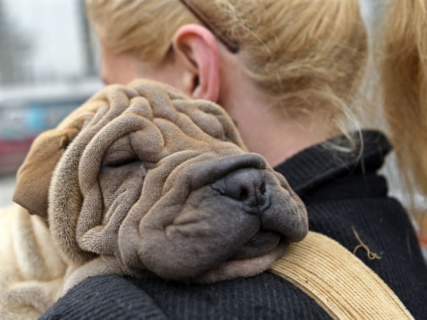 6 dogs that will never be cast as the lead in a TV show