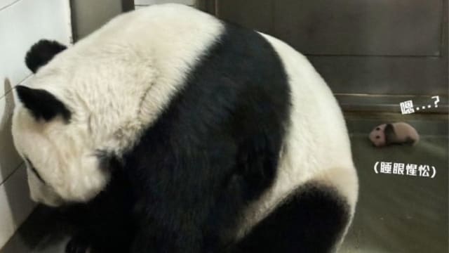 香港大熊猫盈盈面壁小憩 网笑：照顾双胞胎不容易