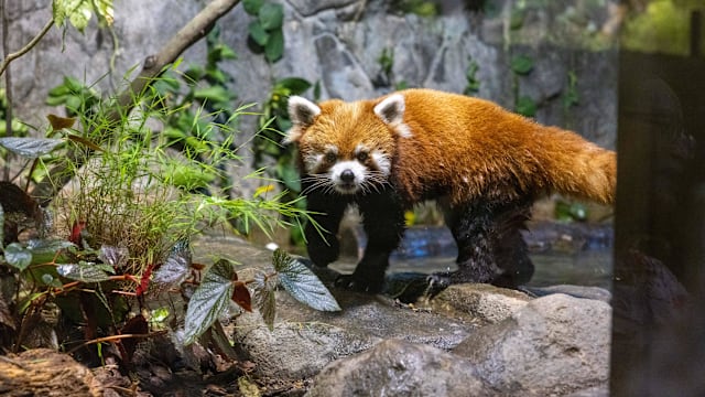 河川生态园喜迎台北市立动物园11岁红熊猫