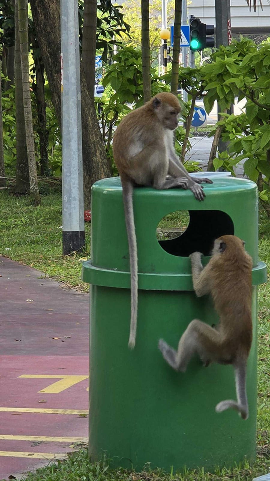 How residents in Punggol are coping with monkey invasions