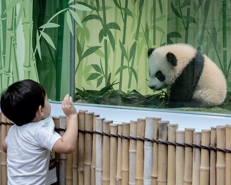 Hundreds throng to public unveiling of first giant panda cub born in Singapore 