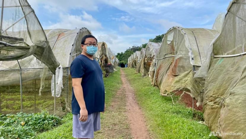 IN FOCUS: How climate change can threaten food production in Singapore