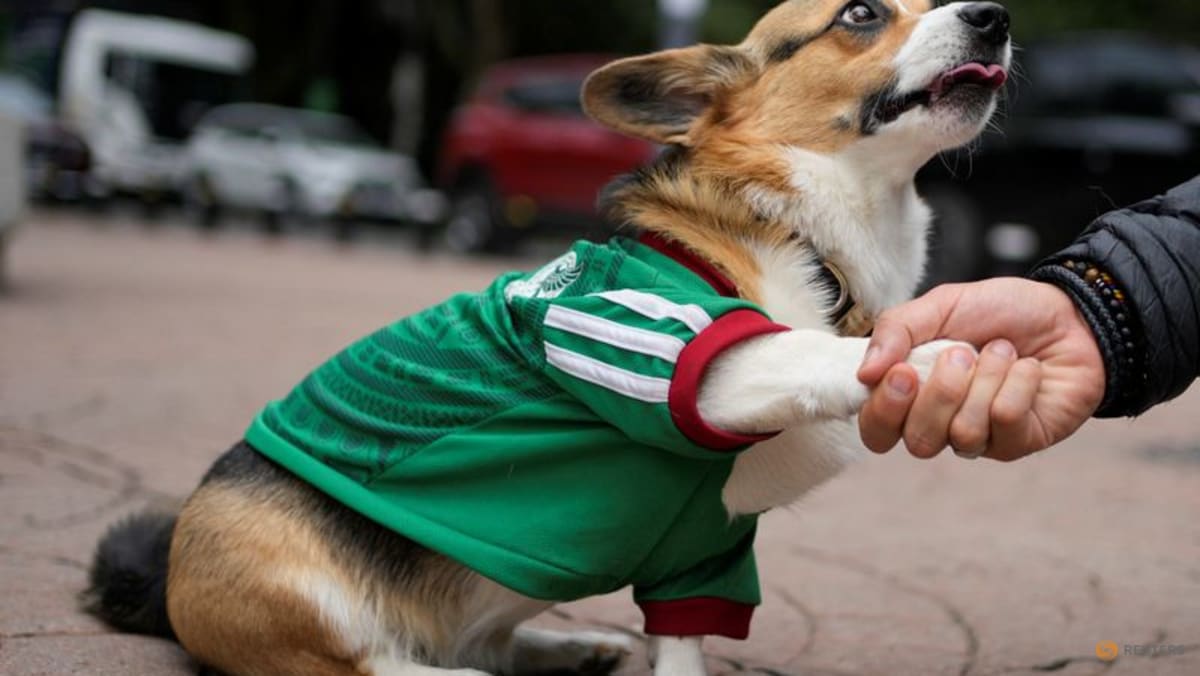In Mexico, World Cup jerseys fit all shapes, sizes - and species