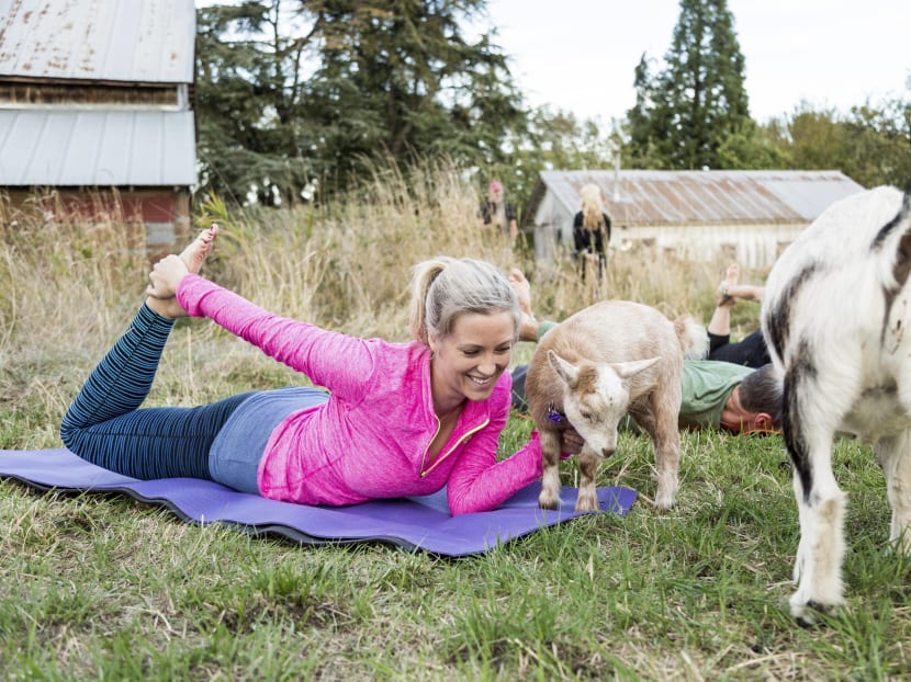 Bring a yoga mat and an open mind. Goats are provided