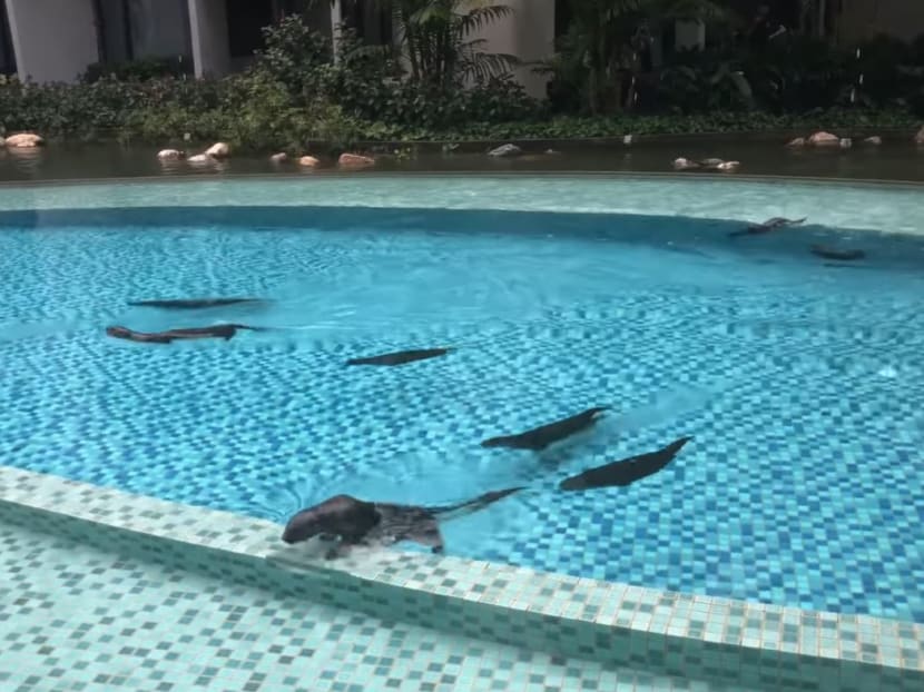 In a video posted on Facebook group Singapore Wildlife Sightings, 12 otters can be seen gliding through the condominium's swimming pool before entering an adjacent pond.