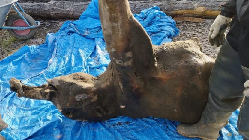 Young mammoth remains found nearly intact in Siberian permafrost