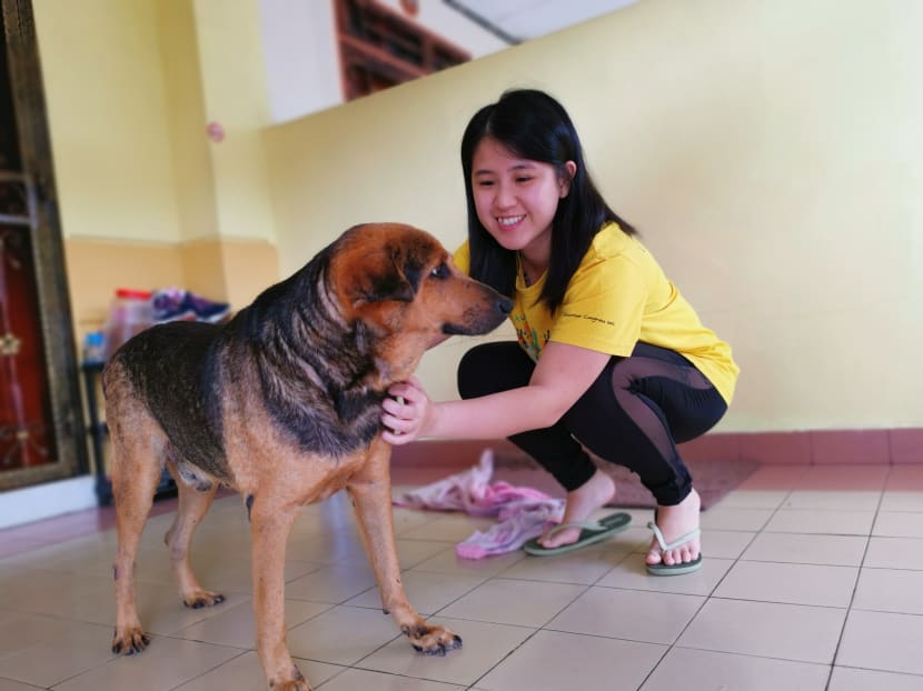 The author with the family dog at her parents' home in Johor. She says she does not suffer from any cabin fever nor have an urge to go out.