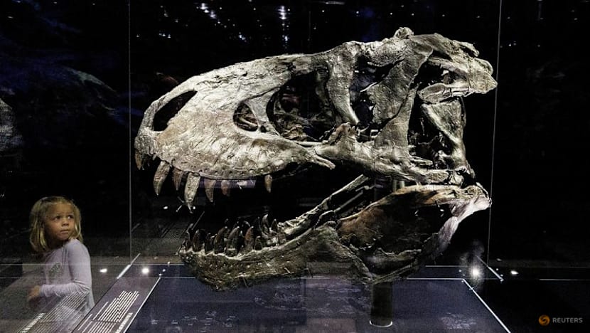 Study finds Tyrannosaurus rex did not reach full size until age 40