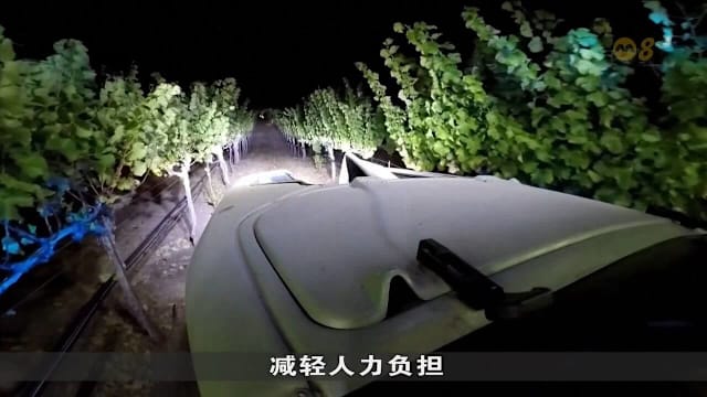 美国葡萄园善用科技 减少人力依赖提高生产力