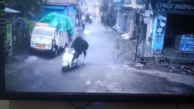 印度公牛变“飙车党” 被拍到偷骑路边摩托车