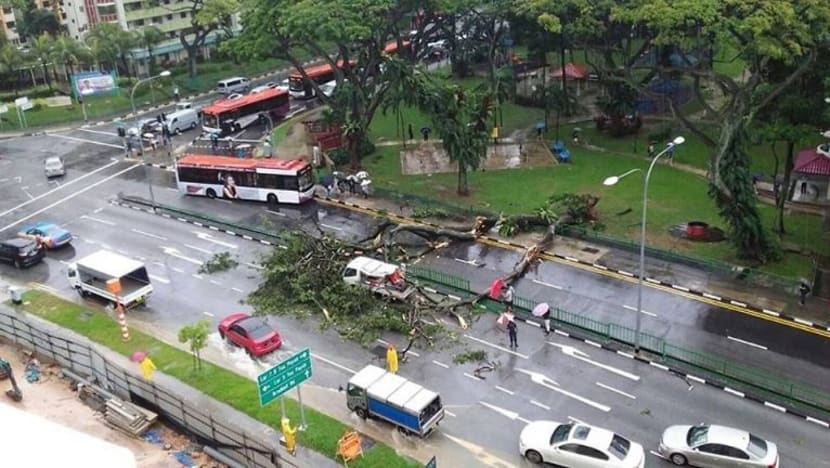 Pokok tumbang di Toa Payoh, 1 orang dikejarkan ke hospital