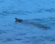 Crocodile spotted in waters off Sentosa, water activities at beaches halted
