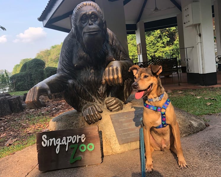 Singapore Zoo and SPCA join hands to help shelter dogs find new homes through Animal Friends Show