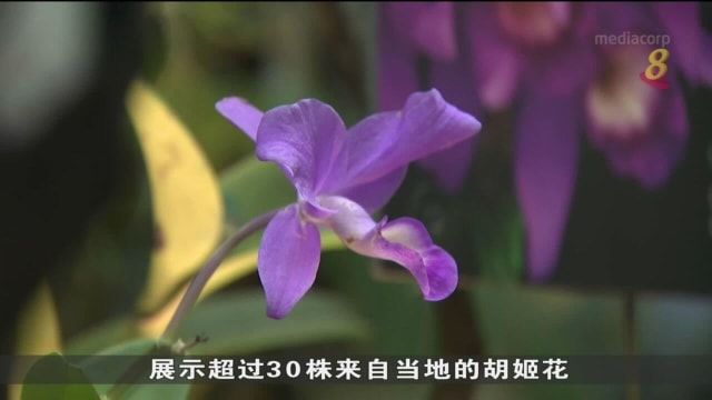 滨海湾花园同哥斯达黎加一植物园签署胡姬花研究合作备忘录