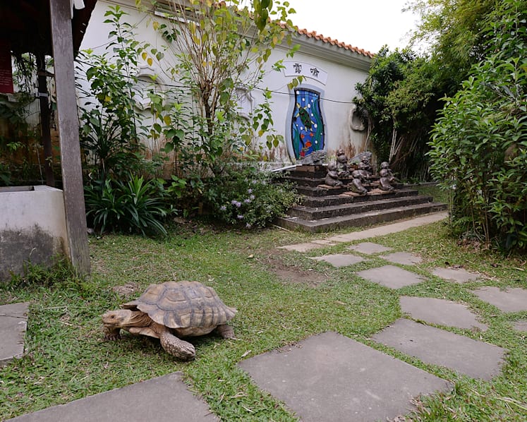 Turtle and Tortoise Museum facing race against time to find new home