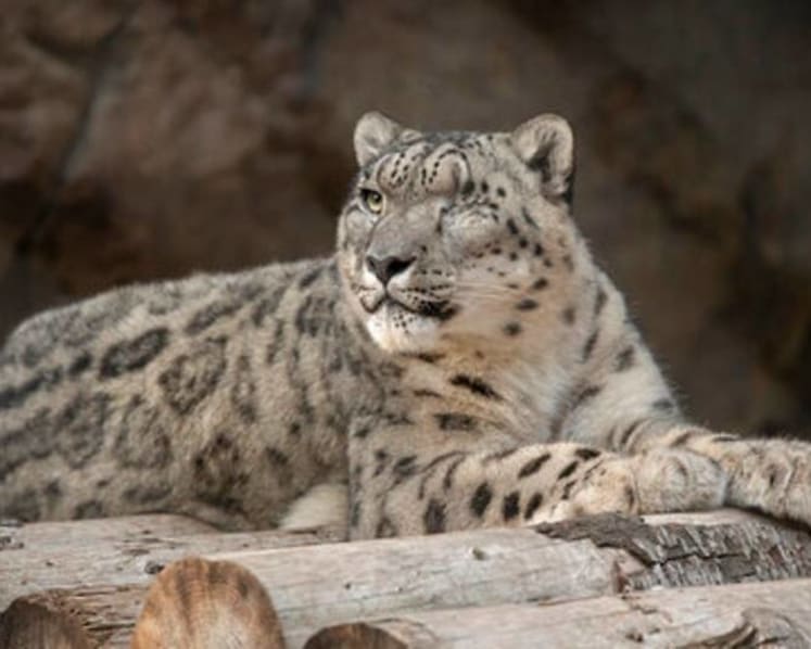 Unvaccinated snow leopard at San Diego Zoo catches COVID-19