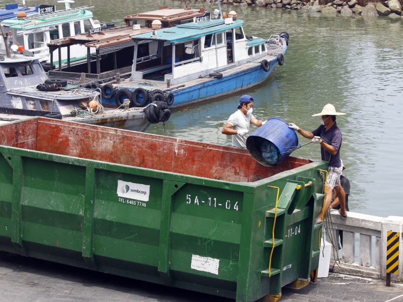 Farmers losing S$15,000 to S$300,000 as mass fish deaths look set to continue