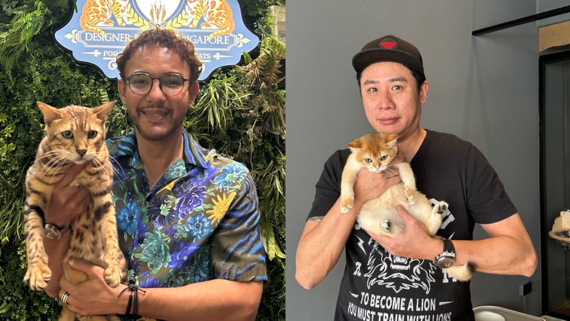 Permintaan bagi kucing baka import stabil; lebih ramai pelanggan prihatin tentang syarat pemilikan kucing Permintaan bagi kucing baka import stabil; lebih ramai pelanggan prihatin tentang syarat pemilikan kucing