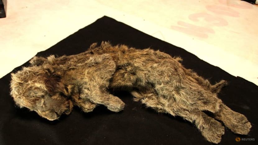 Genome study shows what made the extinct Ice Age cave lion unique
