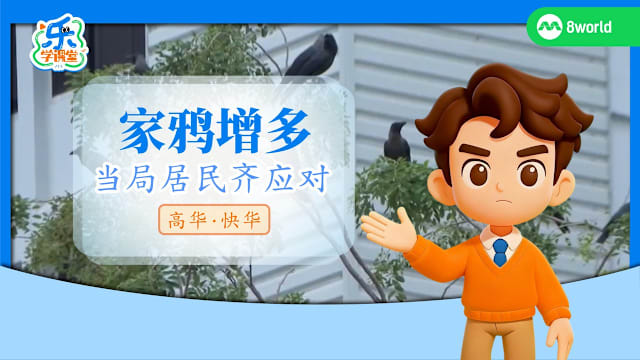 【高华快华】治鸦有方　控制家鸦保护本地生态