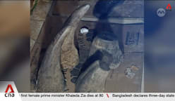 Joint operation by Singapore, South Africa leads to 55kg rhino horn seizure in Johannesburg