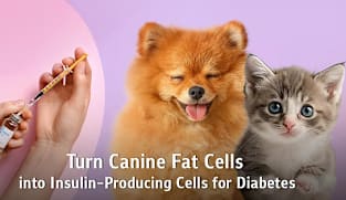 "From Canine Fat Tissue to Insulin-Producing Cells": Chula Veterinary Researchers Offer New Hope for Diabetes Treatment in Pets