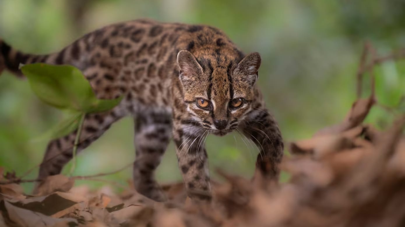 百年来首次确认现生猫科新物种 体型比家猫还小