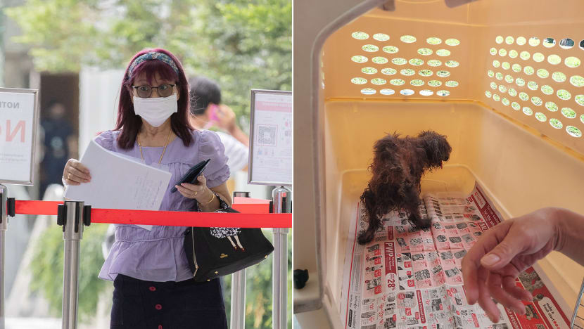 Woman gets S$5,000 fine, one-year pet ban after abandoning sickly old pet dog at void deck