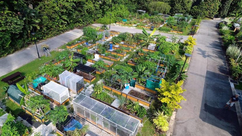 Commentary: Singaporeans are proving you can grow your vegetables and eat them too Commentary: Singaporeans are proving you can grow your vegetables and eat them too