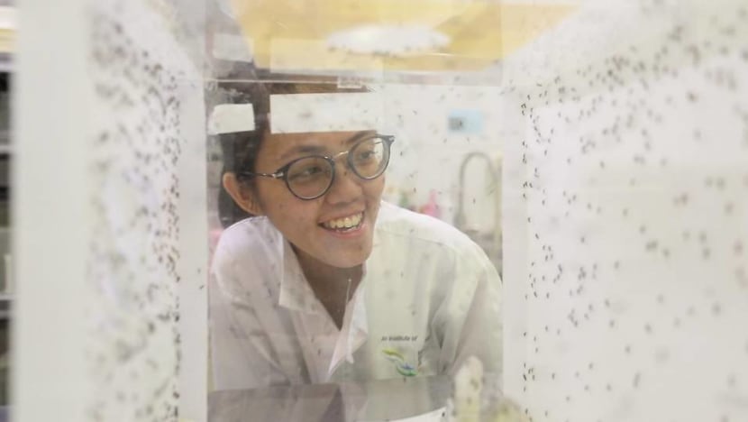 Not pests, but sources of information: A mosquito analyst's work in the fight against dengue Not pests, but sources of information: A mosquito analyst's work in the fight against dengue