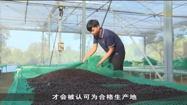 随着欧盟森林砍伐法逐步生效 越南咖啡商使用可持续方式生产咖啡