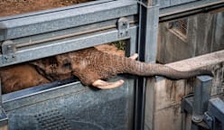 வனவிலங்குக் கடத்தல் - அறிகுறிகள் என்னென்ன?