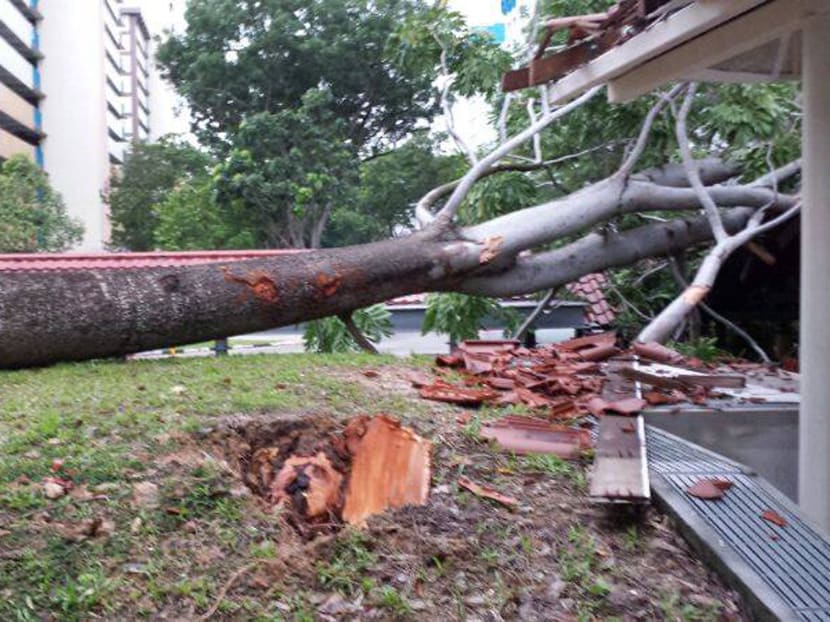 Strong winds topple trees, tents