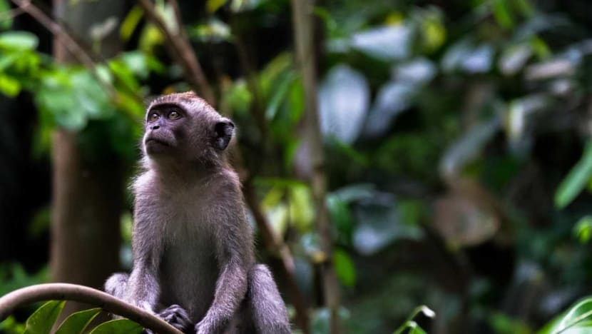 New campaign urges residents to stop feeding macaques as part of effort to reduce human-wildlife conflict