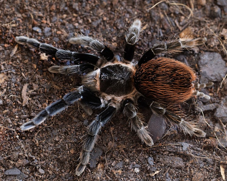 S$10,100 fine for man who kept 4 tarantulas in Punggol flat, imported 8 others from Malaysia