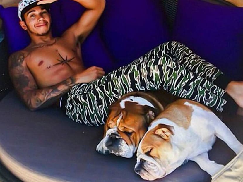 Guess How Much Lewis Hamilton's Bulldog Earns A Day As A Model