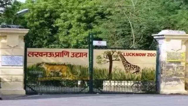 印度动物园员工遭河马袭击 一人丧命两人受伤