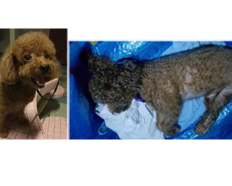 Man gets record 20 months’ jail for animal cruelty
