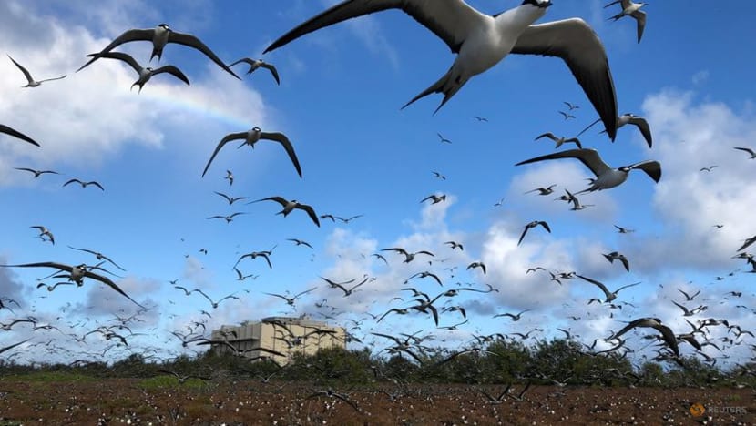 SpaceX rocket cargo project puts Pacific seabirds in jeopardy SpaceX rocket cargo project puts Pacific seabirds in jeopardy