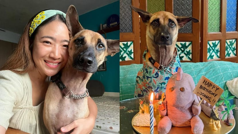 What do Singapore chefs' dogs eat? Organic quinoa, homemade ice cream and three-layer cakes, that's what