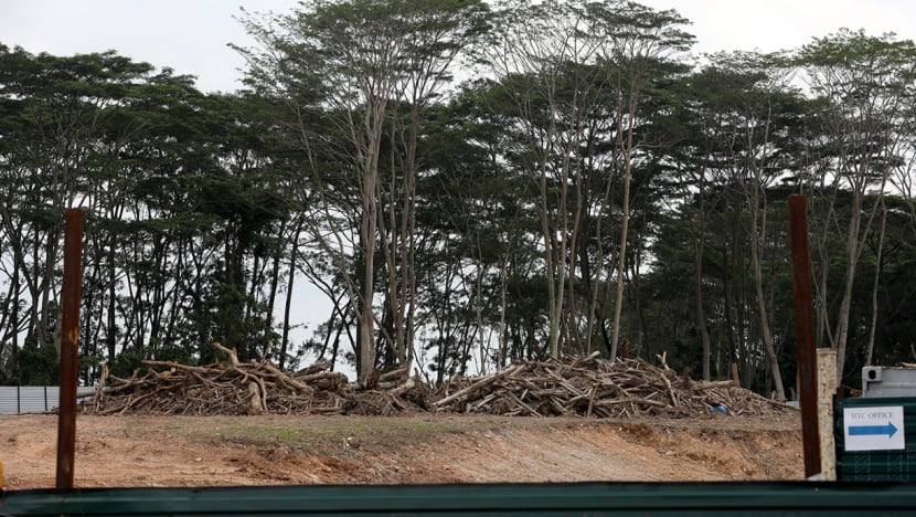 Illegal Kranji land clearing: CPG Consultants vice-president gets S$26,000 fine for role in felling trees without approval