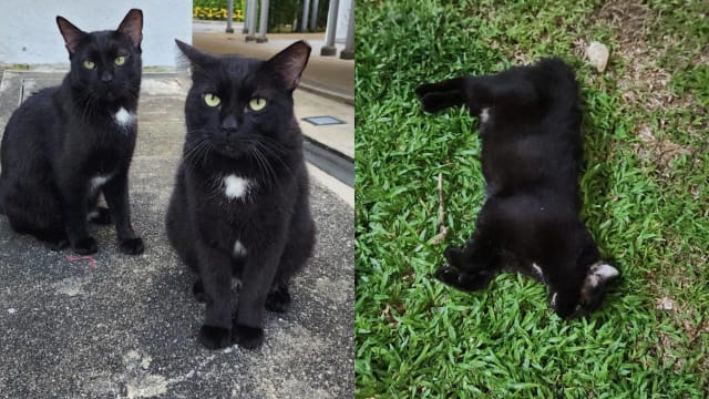 马林台两只流浪猫 先后遇车祸死亡
