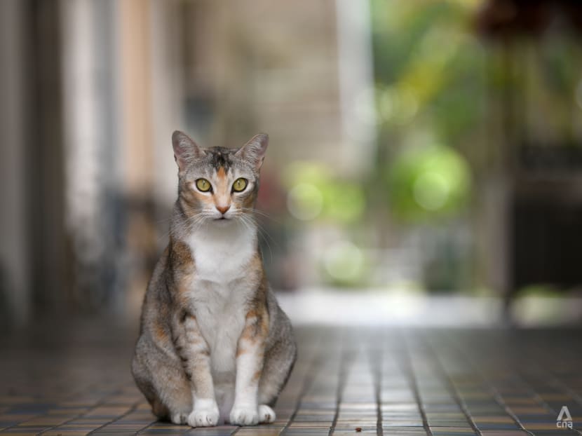 Commentary: In regulations on pet ownership, are some animals more equal than others?