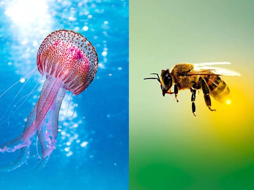 First aid tips: What should you do after being stung by a stingray, jellyfish or bee?